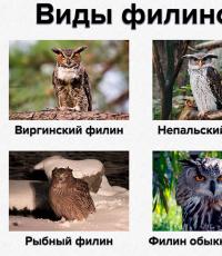 Species: Bubo bubo = Common Eagle Owl Steppe Owl