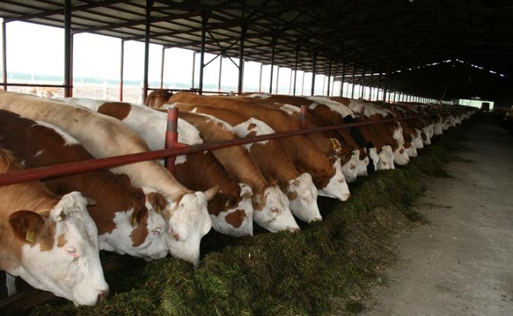 Overview of the dairy industry in the country
