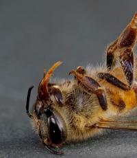 Causas de la muerte masiva de las abejas Muerte masiva de las abejas