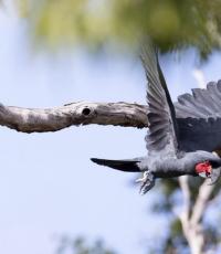 Palm Black or Arabian Cockatoo